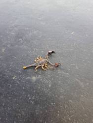 A picture of a scorpion in Italy